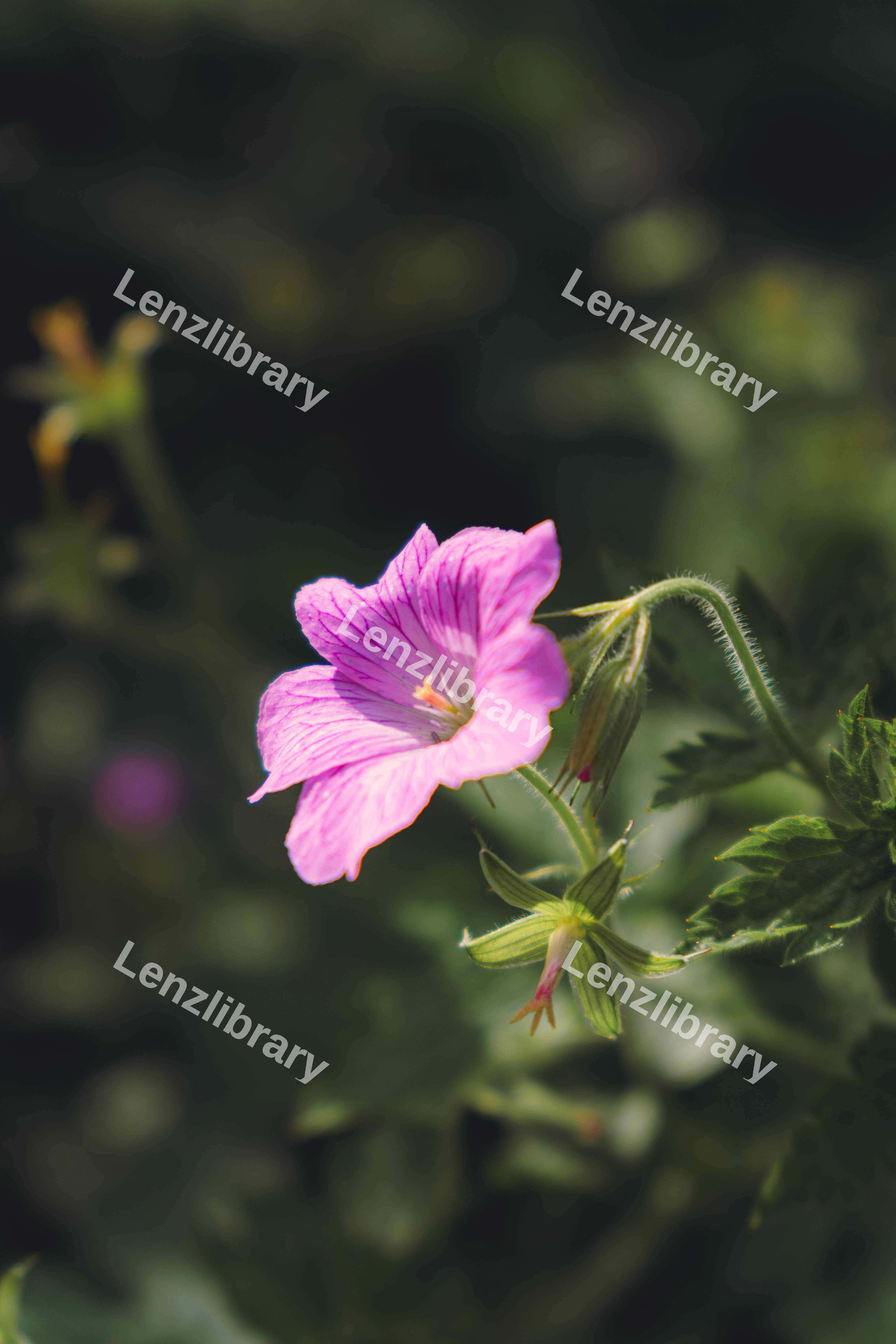 Single Geranium
